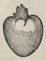 Picture 2 of 10 from Due libri dell'historia de i semplici, aromati, et altre cose; che vengono portate dall'Indie Orientali pertinenti all'vso della medicina. (1582), leaf 158