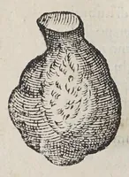 Picture 3 of 10 from Due libri dell'historia de i semplici, aromati, et altre cose; che vengono portate dall'Indie Orientali pertinenti all'vso della medicina. (1582), leaf 196