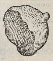 Picture 4 of 10 from Due libri dell'historia de i semplici, aromati, et altre cose; che vengono portate dall'Indie Orientali pertinenti all'vso della medicina. (1582), leaf 196