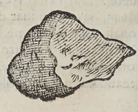 An illustration from Due libri dell'historia de i semplici, aromati, et altre cose; che vengono portate dall'Indie Orientali pertinenti all'vso della medicina. (1582)