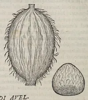 An illustration from Due libri dell' historia de i semplici, aromati, et altre cose, che vengono portate dall' Indie Orientali, pertinenti alla medicina, (1576)