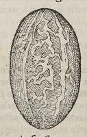 An illustration from Due libri dell' historia de i semplici, aromati, et altre cose, che vengono portate dall' Indie Orientali, pertinenti alla medicina, (1576)