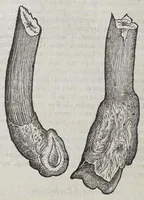 An illustration from Due libri dell' historia de i semplici, aromati, et altre cose, che vengono portate dall' Indie Orientali, pertinenti alla medicina, (1576)