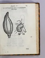 An illustration from Due libri dell' historia de i semplici, aromati, et altre cose, che vengono portate dall' Indie Orientali, pertinenti alla medicina, (1576)