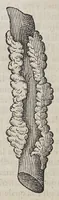 Picture 2 of 12 from Due libri dell' historia de i semplici, aromati, et altre cose, che vengono portate dall' Indie Orientali, pertinenti alla medicina, (1576), leaf 50