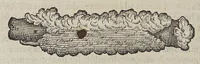 Picture 3 of 12 from Due libri dell' historia de i semplici, aromati, et altre cose, che vengono portate dall' Indie Orientali, pertinenti alla medicina, (1576), leaf 50