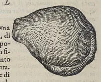 An illustration from Due libri dell' historia de i semplici, aromati, et altre cose, che vengono portate dall' Indie Orientali, pertinenti alla medicina, (1576)