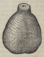 An illustration from Due libri dell' historia de i semplici, aromati, et altre cose, che vengono portate dall' Indie Orientali, pertinenti alla medicina, (1576)