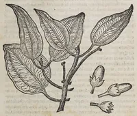 An illustration from Due libri dell' historia de i semplici, aromati, et altre cose, che vengono portate dall' Indie Orientali, pertinenti alla medicina, (1576)