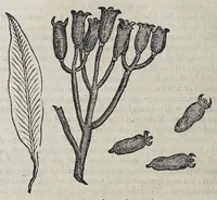 An illustration from Due libri dell' historia de i semplici, aromati, et altre cose, che vengono portate dall' Indie Orientali, pertinenti alla medicina, (1576)