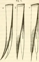 Picture 3 of 21 from Du microscope et des injections : dans leurs applications à l'anatomie et à la pathologie, suivi d'une classification des sciences fondamentales, de celle de la biologie et de l'anatomie en particulier (1849), leaf 112