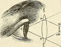 An illustration from Du microscope et des injections : dans leurs applications à l'anatomie et à la pathologie, suivi d'une classification des sciences fondamentales, de celle de la biologie et de l'anatomie en particulier (1849)