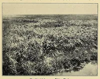 Picture 5 of 17 from Durch Sand, Sumpf und Wald : Missionsreisen in Zentral-Afrika (1914), leaf 181