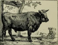An illustration from Dutch etchers of the seventeenth century (1905)