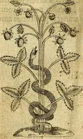 An illustration from Dévises héroiqves et emblèmes (1622)
