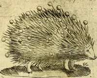 Picture 92 of 179 from Dévises héroiqves et emblèmes (1622), leaf 198
