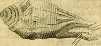 An illustration from Dévises héroiqves et emblèmes (1622)