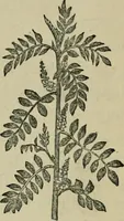 An illustration from Dyeing and calico printing (1878)