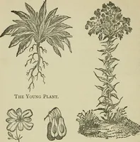 An illustration from Dyeing and calico printing (1878)