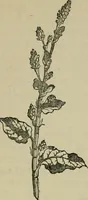 An illustration from Dyeing and calico printing (1878)