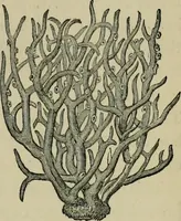 An illustration from Dyeing and calico printing (1878)