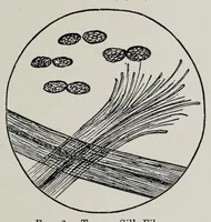 An illustration from Dyeing and cleaning : a practical handbook (1908)