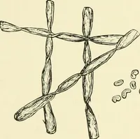 An illustration from The dyeing of cotton fabrics : a practical handbook for the dyer and student (1901)