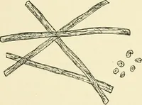 An illustration from The dyeing of cotton fabrics : a practical handbook for the dyer and student (1901)