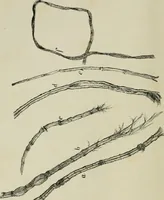 An illustration from The dyeing of paper pulp; a practical treatise for the use of papermakers, paperstainers, students and others (1901)