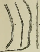An illustration from The dyeing of paper pulp; a practical treatise for the use of papermakers, paperstainers, students and others (1901)