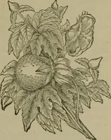 An illustration from The dyeing of textile fabrics (1885)