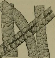 An illustration from The dyeing of textile fabrics (1885)