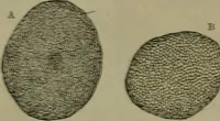 An illustration from The dyeing of textile fabrics (1885)
