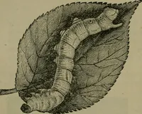 An illustration from The dyeing of textile fabrics (1885)