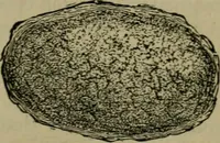 An illustration from The dyeing of textile fabrics (1885)