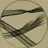 An illustration from The dyeing of textile fabrics (1885)