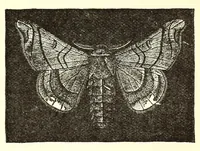 An illustration from The dyeing of textile fabrics (1888)