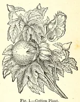 An illustration from The dyeing of textile fabrics (1890)