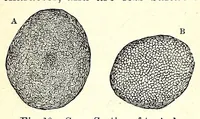 An illustration from The dyeing of textile fabrics (1890)