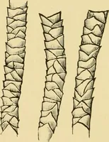 An illustration from Dyeing of Woollen fabrics (1902)