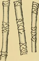 An illustration from Dyeing of Woollen fabrics (1902)
