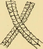 An illustration from Dyeing of Woollen fabrics (1902)