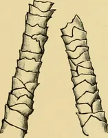 An illustration from Dyeing of Woollen fabrics (1902)