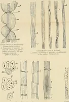 An illustration from Dyers' materials; an introduction to the examination, evaluation and application of the most important substances used in dyeing, printing, bleaching and finishing (1901)