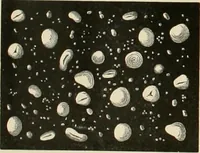 An illustration from Dyers' materials; an introduction to the examination, evaluation and application of the most important substances used in dyeing, printing, bleaching and finishing (1901)