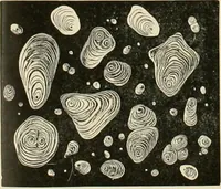 An illustration from Dyers' materials; an introduction to the examination, evaluation and application of the most important substances used in dyeing, printing, bleaching and finishing (1901)