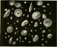 An illustration from Dyers' materials; an introduction to the examination, evaluation and application of the most important substances used in dyeing, printing, bleaching and finishing (1901)