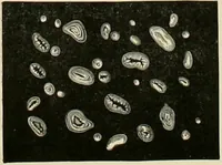 An illustration from Dyers' materials; an introduction to the examination, evaluation and application of the most important substances used in dyeing, printing, bleaching and finishing (1901)