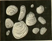 An illustration from Dyers' materials; an introduction to the examination, evaluation and application of the most important substances used in dyeing, printing, bleaching and finishing (1901)
