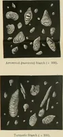 Picture 12 of 12 from Dyers' materials; an introduction to the examination, evaluation and application of the most important substances used in dyeing, printing, bleaching and finishing (1901), leaf 171